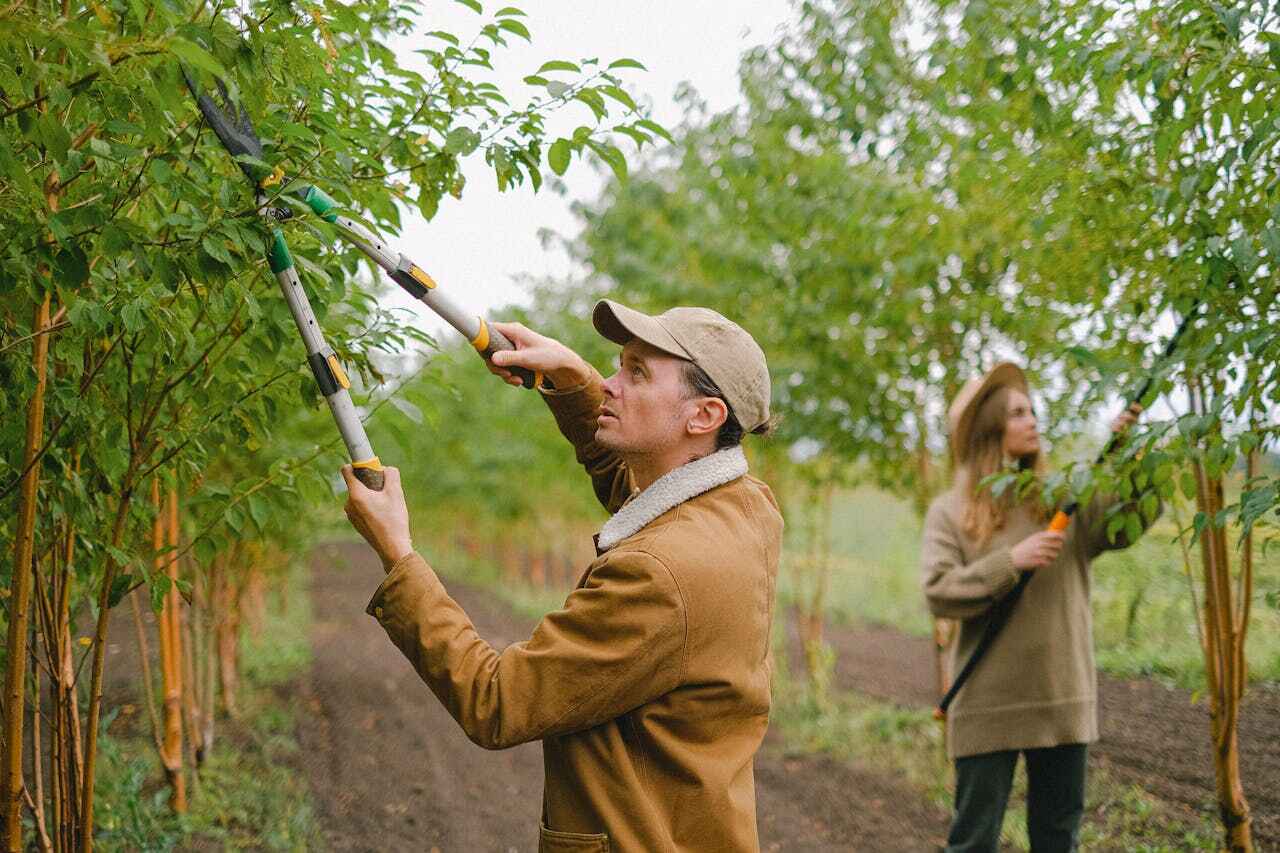 Best Affordable Tree Service  in Spencerville, MD